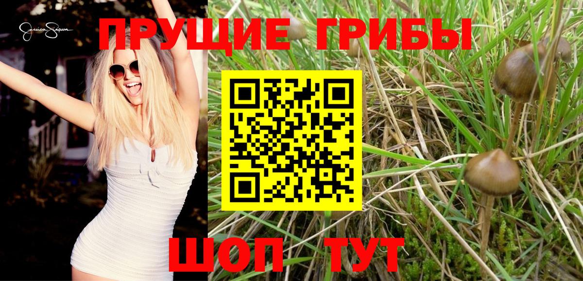 Москва  Псилоцибиновые грибы MAGIC MUSHROOMS  Вход с VPN 